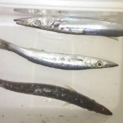 石津浜アオリイカ好調！太刀魚もまだまだボウズ無し